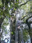 Climb to Treetop.JPG (118 KB)